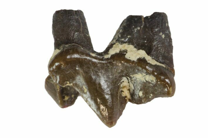 Oligocene Fossil Hemicyonine Bear (Cephalogale) Tooth - France #154982